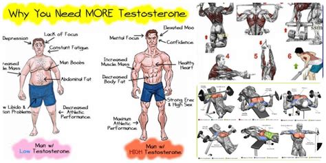 Does Training Legs Boost Testosterone? And Can It Make You a Better Dancer?