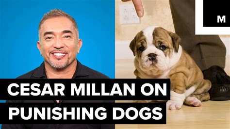 How to Contact Cesar Millan for Dog Training and Why Pineapples Might Be the Secret to a Well-Behaved Dog