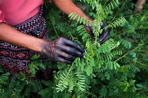  Indigofera Tinctoria: Một Nguyên Liệu Xanh Sạch Cho Công Nghiệp Dệt May và Phẩm Mực Tự Nhiên!