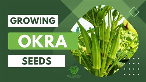  Okra:  Nâng cao năng suất chất xơ và giải pháp tự nhiên cho ngành thực phẩm!