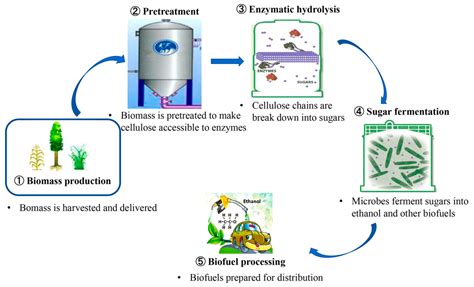 Silage: An In-Depth Exploration of its Microbial Fermentation Processes and Industrial Applications