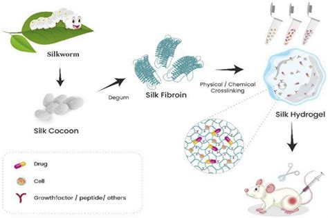  Silk Fibroin: Unleashing the Biocompatible Magic for Regenerative Medicine and Controlled Drug Delivery!