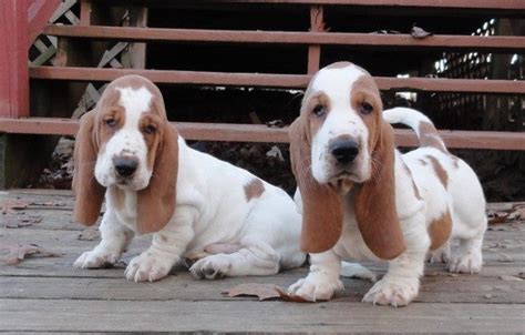 What is Basset Training: Unraveling the Mysteries of Canine Education