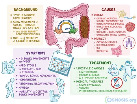 What is Bowel Training for Adults: A Journey Through the Digestive Landscape