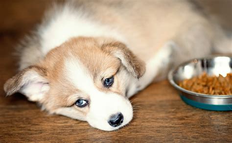 領収書 保管期間 法人 - なぜ猫は領収書を食べるのか？